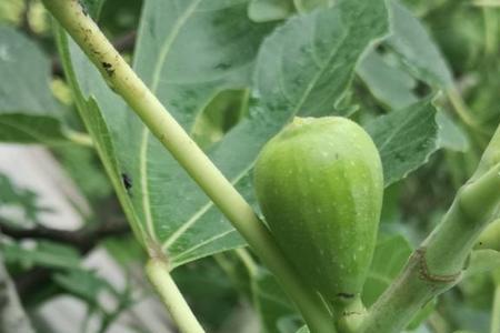 无花果不修剪随便长好吗