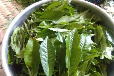 苦茶介绍