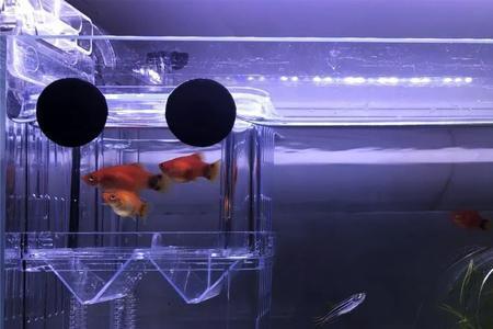 米奇鱼冬天要加热吗