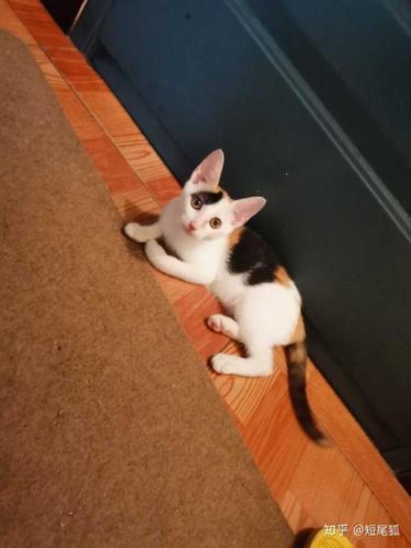 养三花猫的忌讳