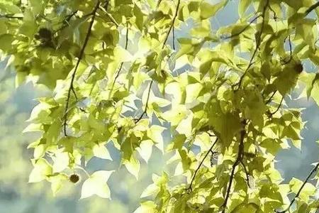 浅秋思念什么意思