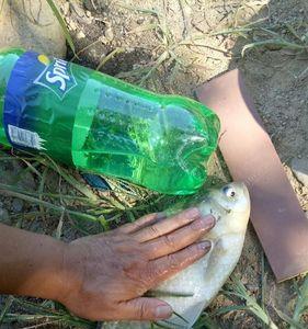 干咸虾米能钓鲫鱼吗
