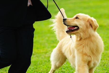 狗狗多久可以熟悉新环境