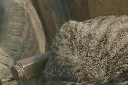 如何辨别山狸跟家猫