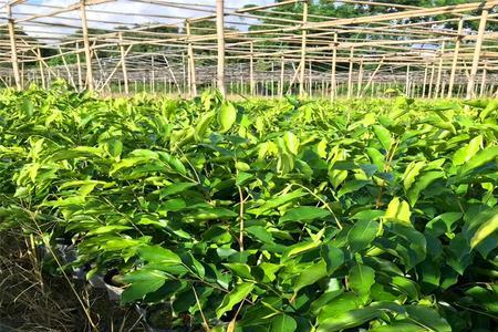 绿奇楠沉香重庆能种植吗