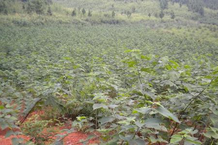 新鲜构树叶可以喂猪吗