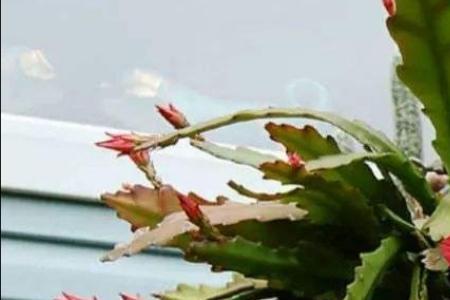 令箭荷花开几天才谢了