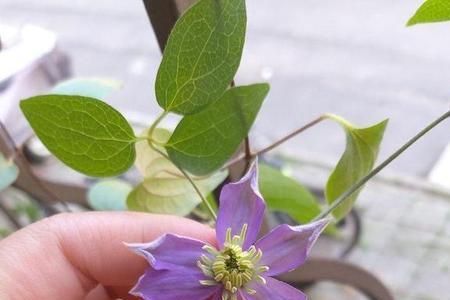 铁线莲花盆怎么搭配