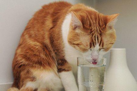 小猫拉稀好了又便秘怎么办