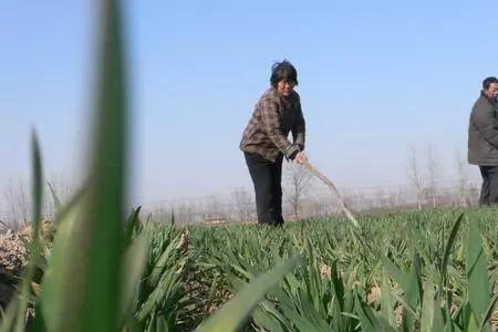 野麦子收获的时间