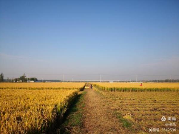 风吹稻花香两岸解释