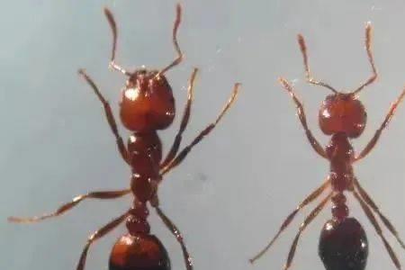 红火蚁从哪里来的