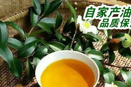 自家榨的茶油要放冰箱吗