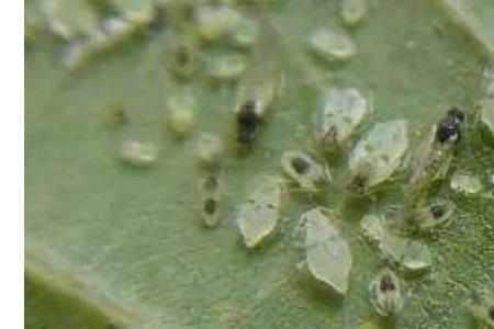甲拌磷颗粒溶于水吗
