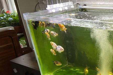 新开缸多久换水