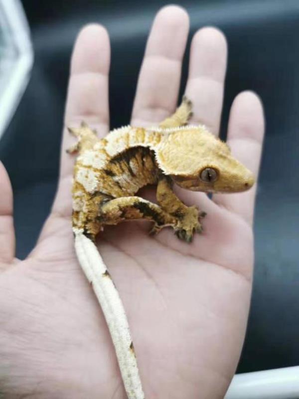 主岛巨人守宫有多少颜色
