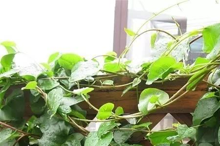 山芋藤会爬多少高