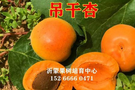 吊干杏高密度可以栽吗