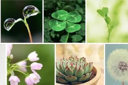 什么是植物情感