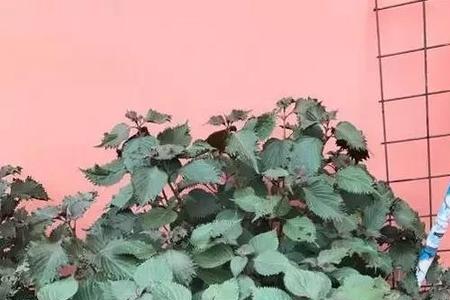紫苏能不能种在庭院