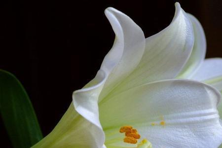 花就是花的含义