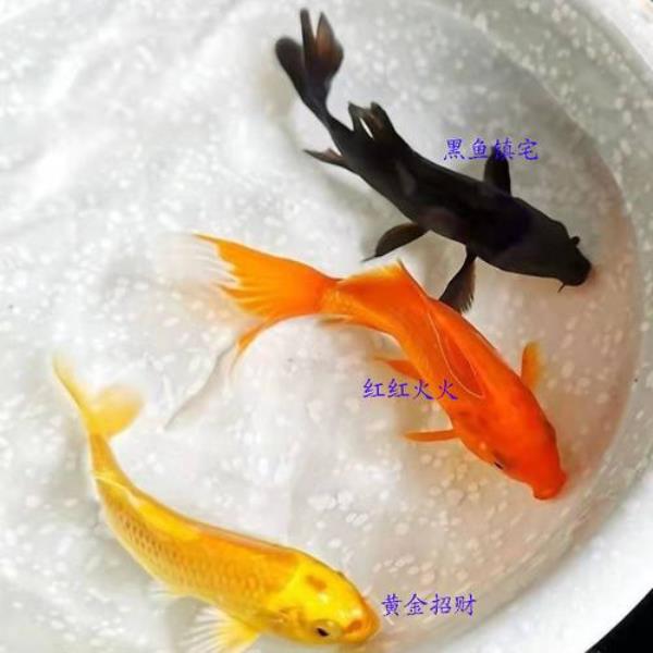 龙胆鱼怎么暂养