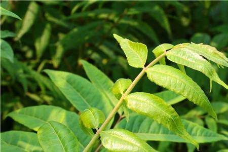 香椿树9月份可以剪枝吗