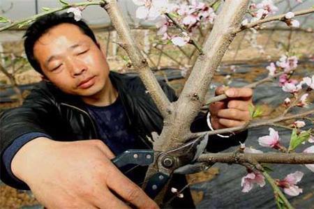 北方大棚桃树升温时的温度管理