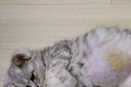 猫咪怀一只小猫咪肚子会很大吗