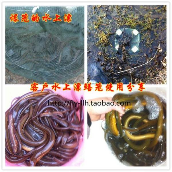 蚯蚓能电泥鳅吗
