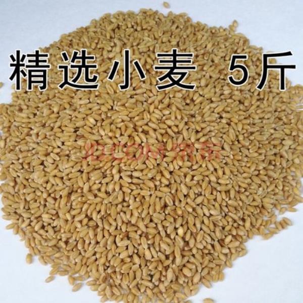 小麦粒直径多少正常