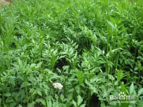 水芹一年能割几茬