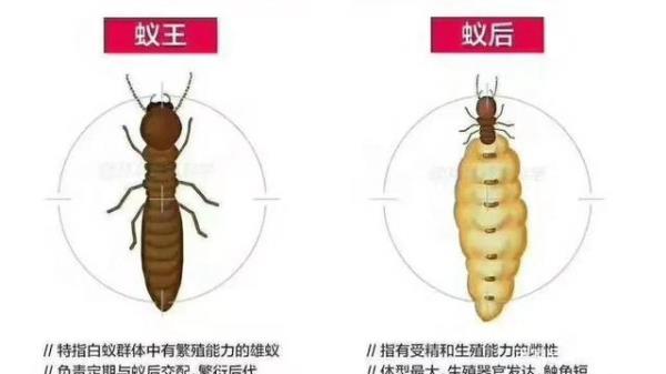 蚁后长翅膀飞的时候是什么样子