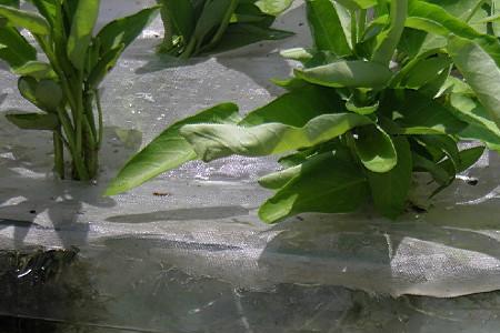 我想在鱼缸里养点泥鳅，怎么养