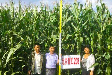 s8006玉米种子怎么样