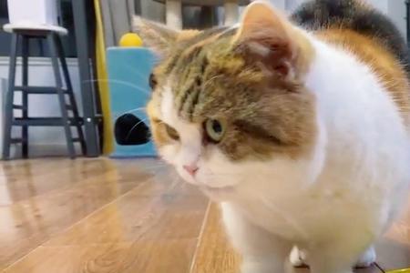 猫半夜吃饭怎么办