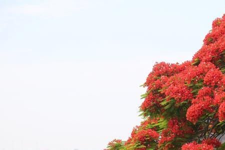凤凰花是怎么样开的