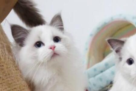 蓝白布偶猫是哪个国家的