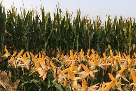 东营河口区最晚种玉米什么时间