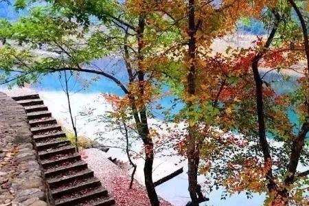 温州龙湾有枫树林吗