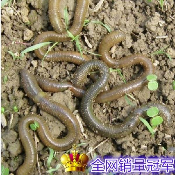 收购的丘引用来做什么呢