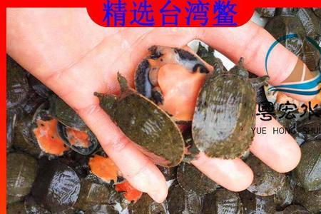 甲鱼苗可以和小型鱼混养吗
