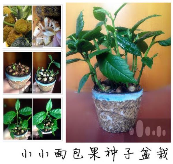 菠萝蜜能和别的盆栽种在一起吗