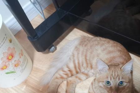家里有六岁孩子可以养猫吗