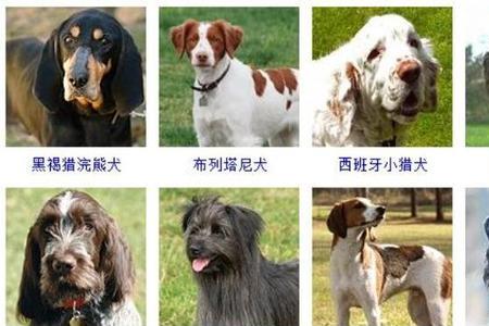狗有几种种类