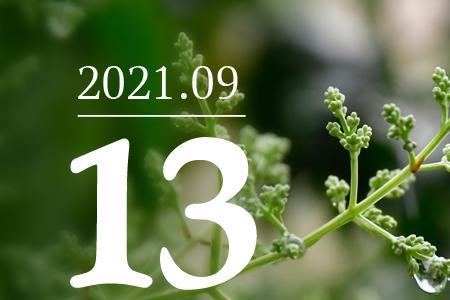 2021年9月8日到2022年1月13日是多少天