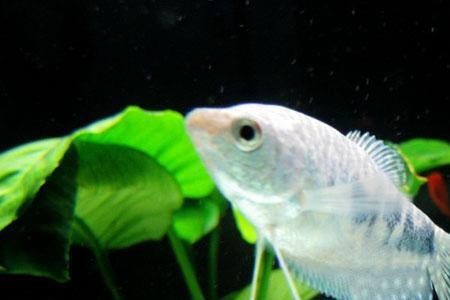 曼龙鱼适合在多大的鱼缸里养
