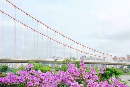 广西南宁市市花是什么花