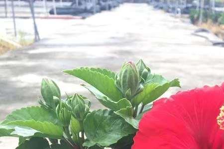 扶桑花需要春化吗