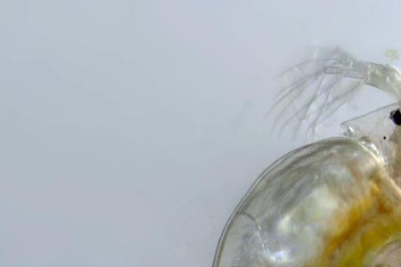 2两水蚤一个月能繁殖多少